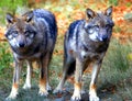 Wolf Teenager BrotherÃ¢â¬â¢s